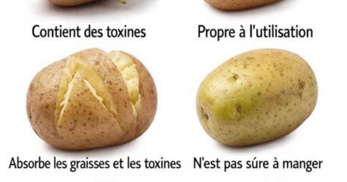 Quand Une Pomme De Terre N’est Plus Bonne?