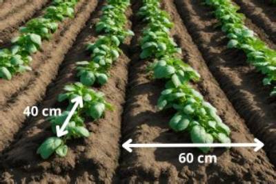 Quelle Distance Entre 2 Rangs De Pomme De Terre?
