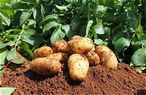 Quelle Est La Meilleure Pomme De Terre Pour Faire Des Frites?