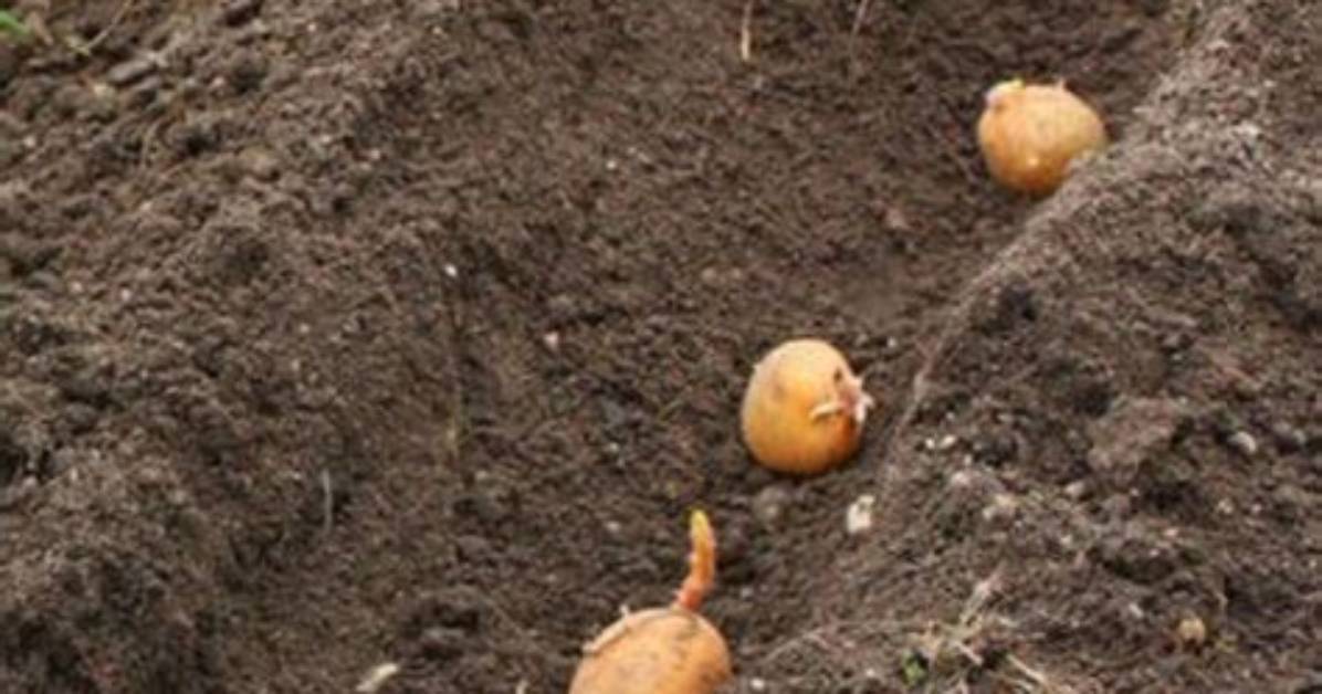 Quelle Lune Planter Pomme De Terre?