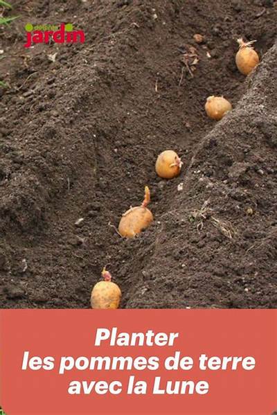 Quelle Lune Planter Pomme De Terre?