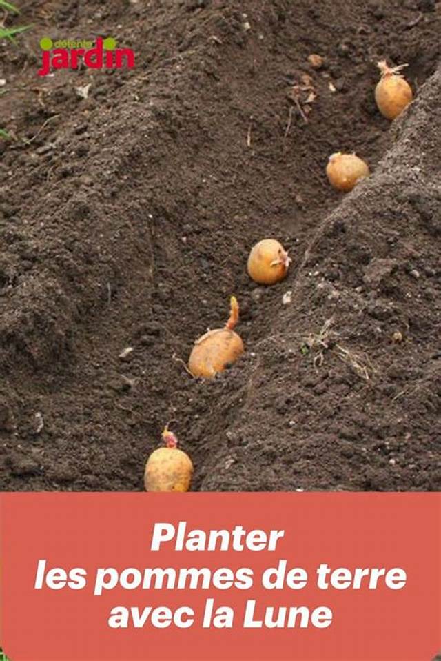 Quelle Lune Planter Pomme De Terre?