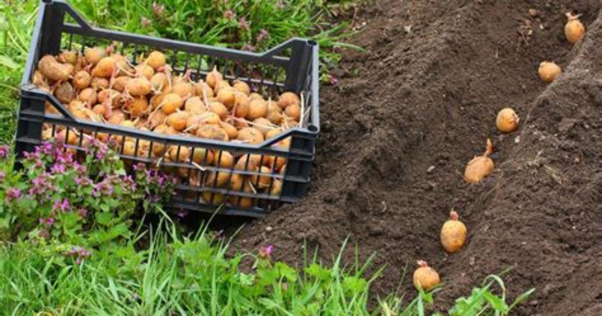 Quelle Lune Pour Planter Pomme De Terre?
