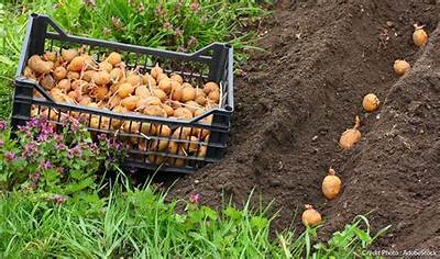 Quelle Lune Pour Planter Pomme De Terre?