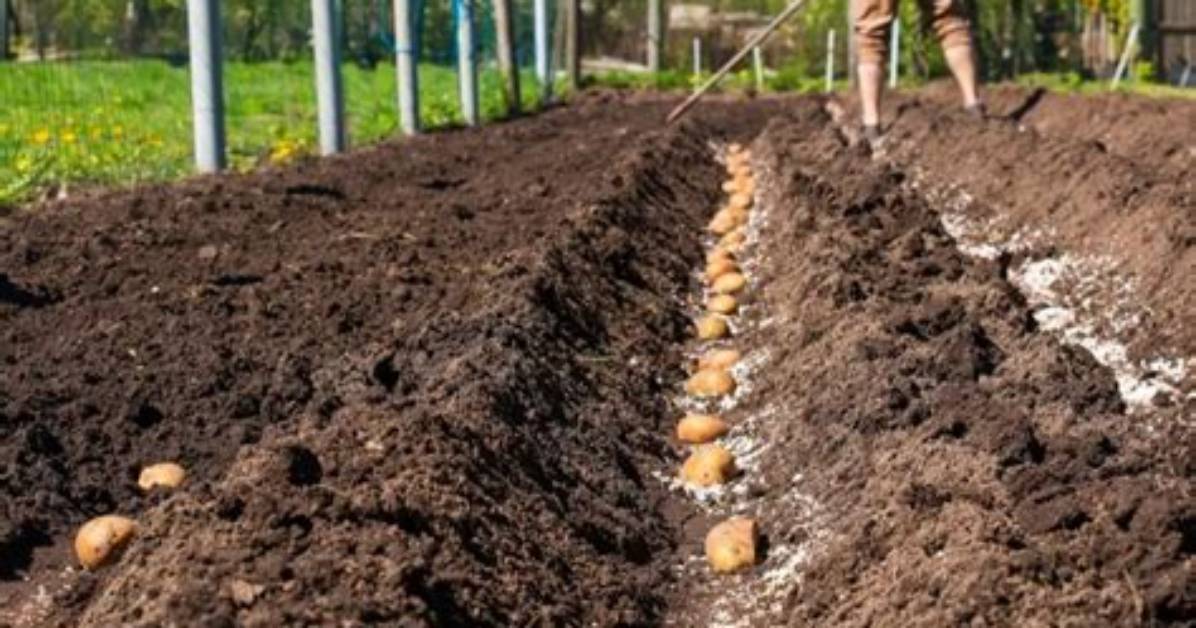 Quelle Pomme De Terre Planter?