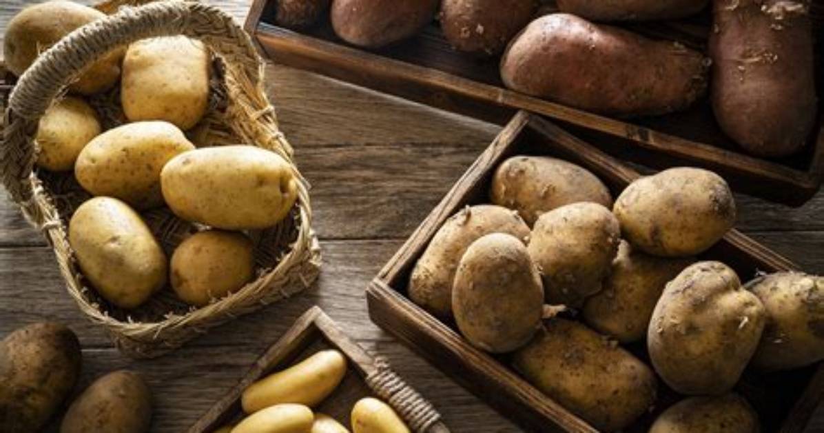 Quelle Pomme De Terre Pour %C3%89Cras%C3%A9 De 300. Jpg