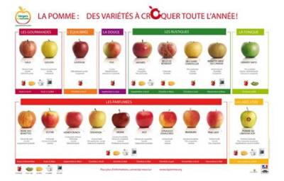 Quelle Pomme Pour Quel Usage?