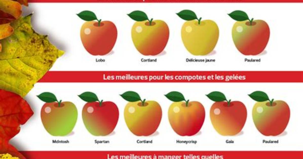 Quelle Pomme Pour Regime?