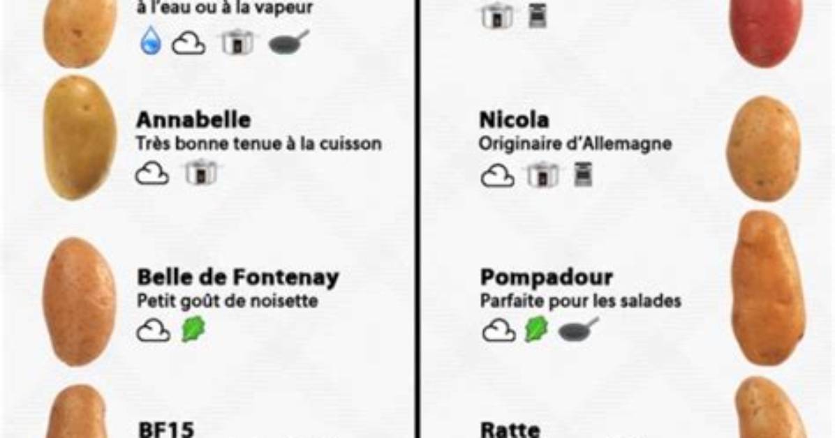 Quelle Variete De Pomme De Terre Pour Puree?