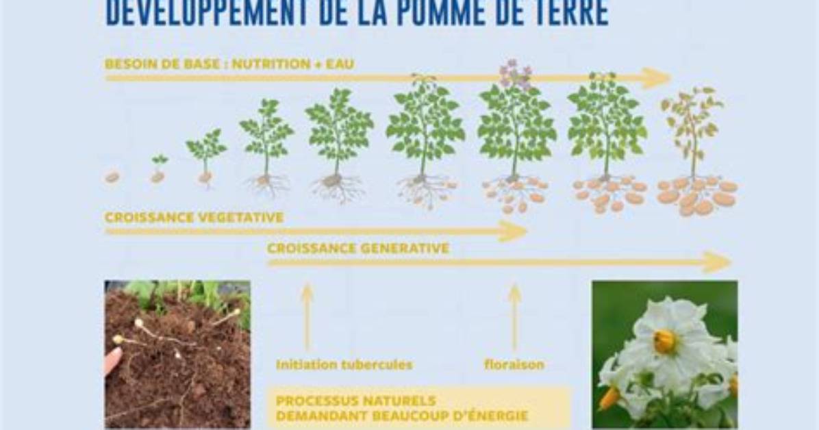 Quelle Vitamine Dans La Pomme De Terre?