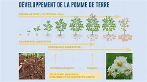 Quelle Vitamine Dans La Pomme De Terre?