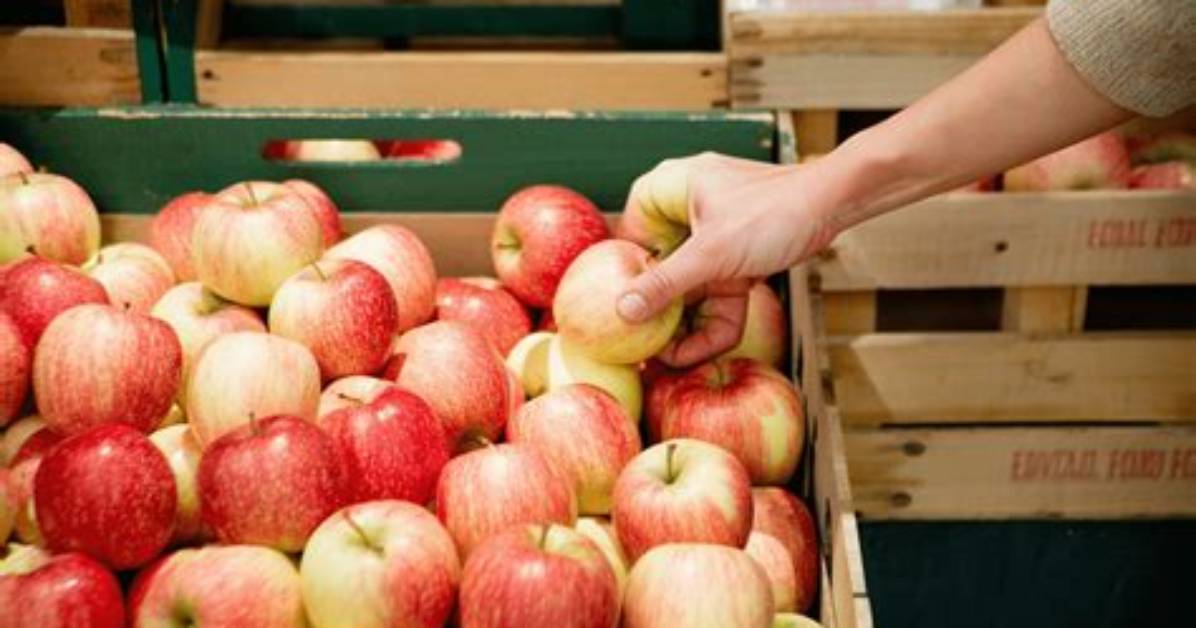 Qui a Apport%C3%A9 La Pomme De Terre 640. Jpg