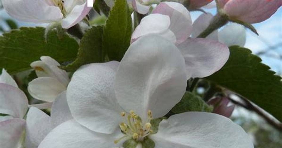 Qui a Croqu%C3%A9 La Pomme 400. Jpg