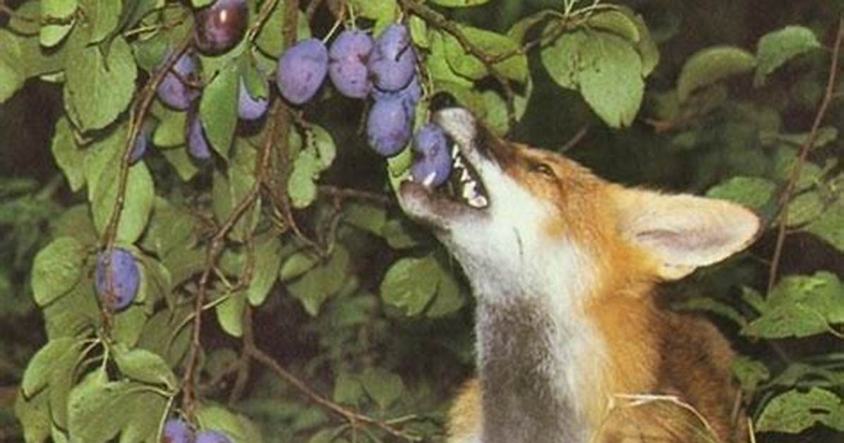 Renard Qui Mange Des Fruits?