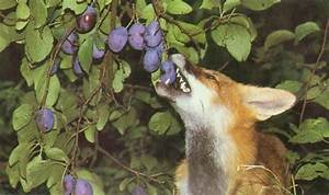 Renard Qui Mange Des Fruits?