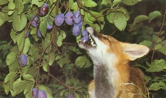 Renard Qui Mange Des Fruits?