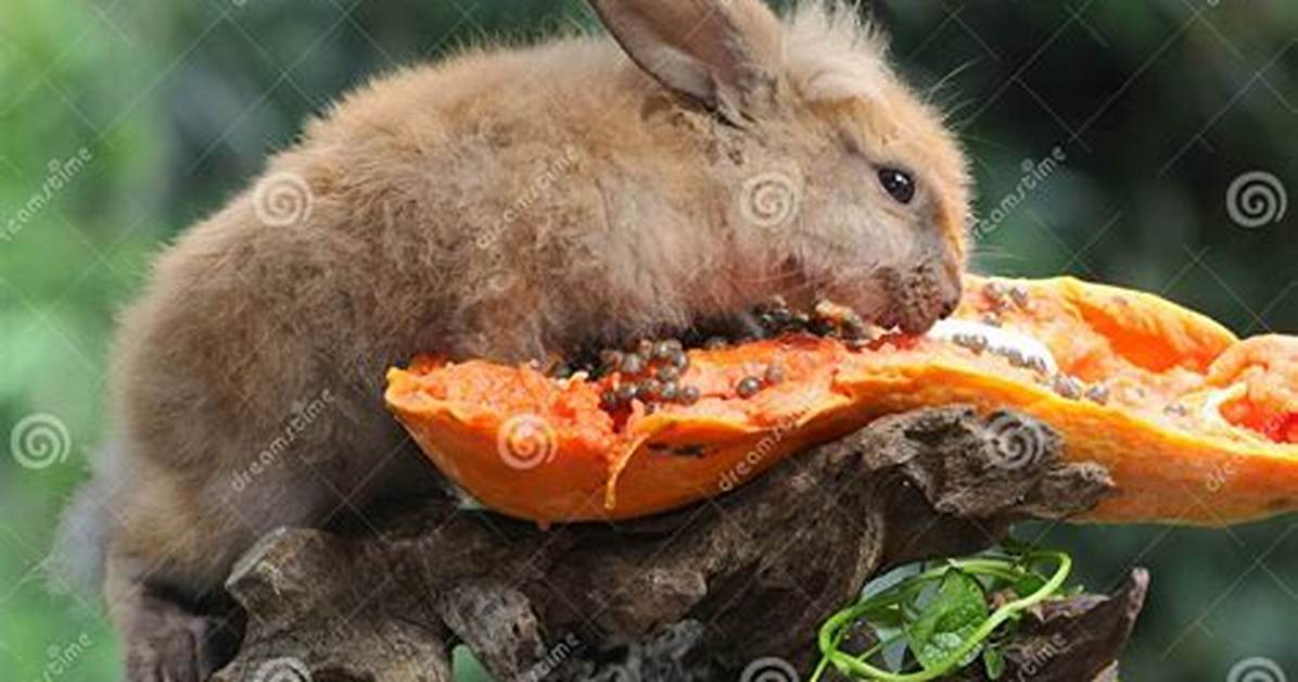 Rongeur Qui Mange Des Fruits?