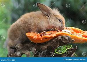 Rongeur Qui Mange Des Fruits?