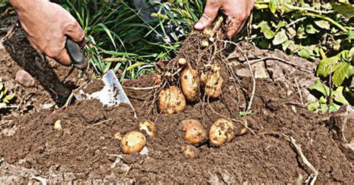 Savoir Quand Recolter Pomme De Terre?