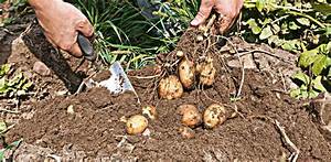 Savoir Quand Recolter Pomme De Terre?