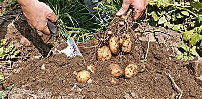 Savoir Quand Recolter Pomme De Terre?