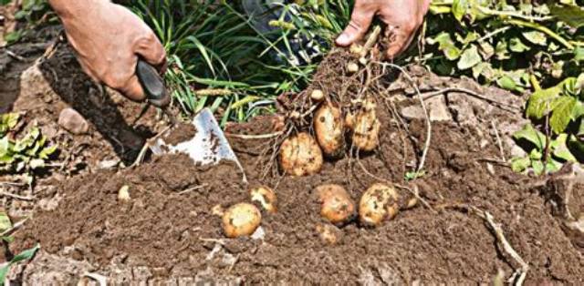 Savoir Quand Recolter Pomme De Terre?