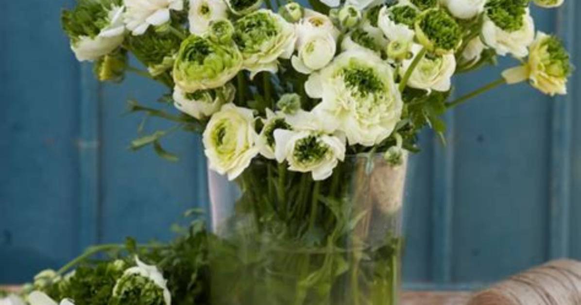 Should I Pre Sprout Ranunculus?