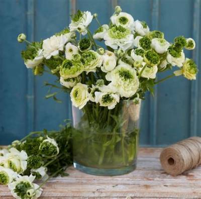 Should I Pre Sprout Ranunculus?