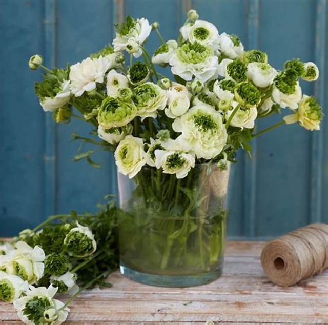 Should I Pre Sprout Ranunculus?