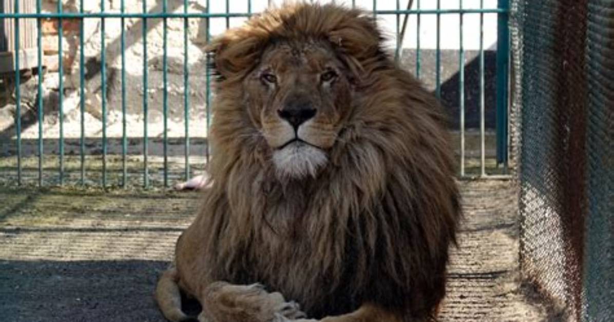 Simba the Lion, Wolf Safely Evacuated from War-Torn Ukraine