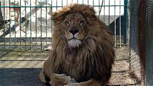 Simba the Lion, Wolf Safely Evacuated from War-Torn Ukraine