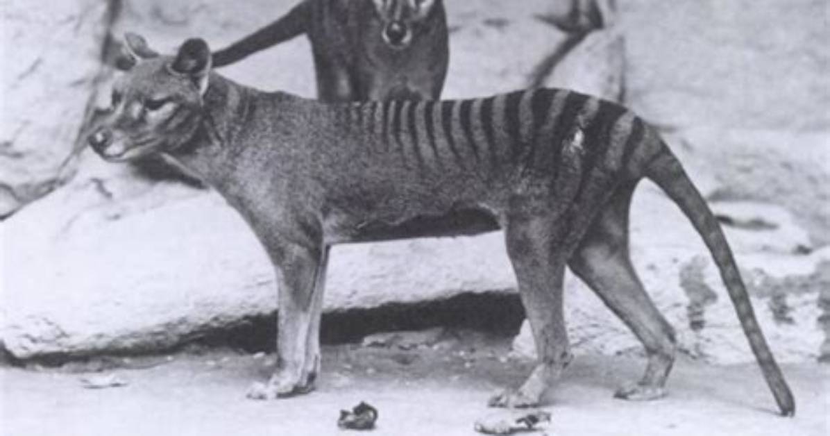 Tasmanian Tiger May Have Survived into the 2000S, New Analysis Suggests | Tasmania