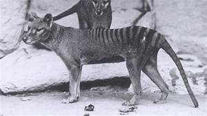 Tasmanian Tiger May Have Survived into the 2000S, New Analysis Suggests | Tasmania