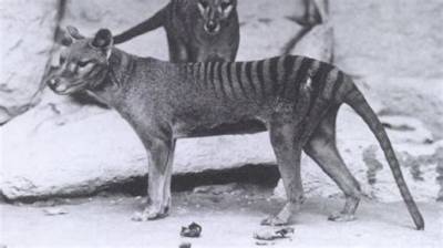 Tasmanian Tiger May Have Survived into the 2000S, New Analysis Suggests | Tasmania