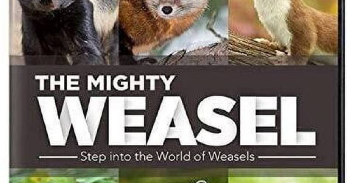 The Mighty Weasel | About | Nature