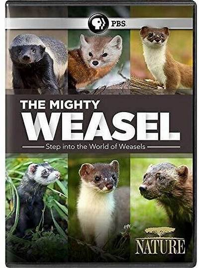 The Mighty Weasel | About | Nature