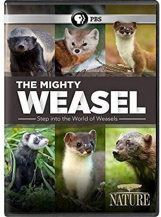 The Mighty Weasel | About | Nature