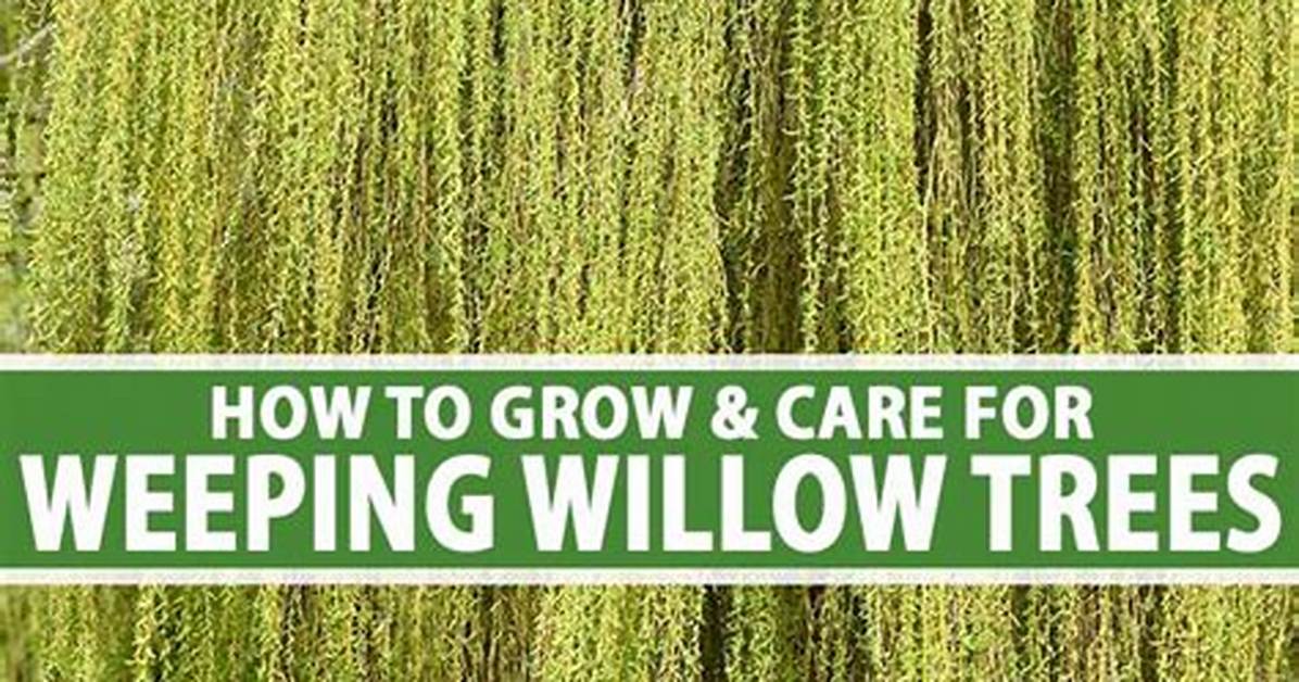 The Wisconsin Gardener | Weeping Trees | Season 10 | Episode 3