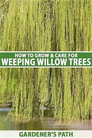 The Wisconsin Gardener | Weeping Trees | Season 10 | Episode 3