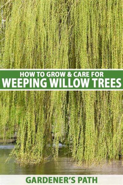 The Wisconsin Gardener | Weeping Trees | Season 10 | Episode 3