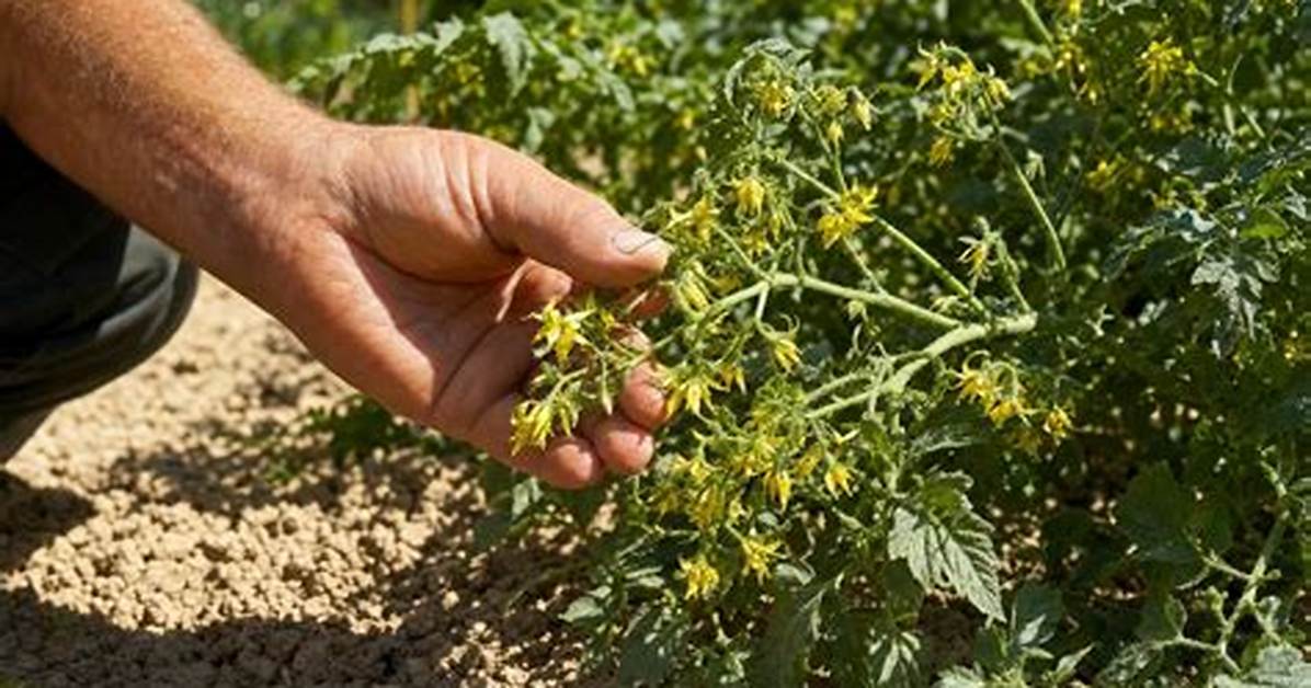 Tomates Qui Fleurissent Mais Pas De Fruits?