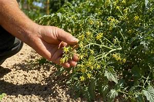 Tomates Qui Fleurissent Mais Pas De Fruits?