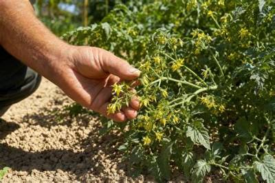 Tomates Qui Fleurissent Mais Pas De Fruits?