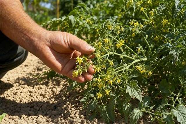 Tomates Qui Fleurissent Mais Pas De Fruits?