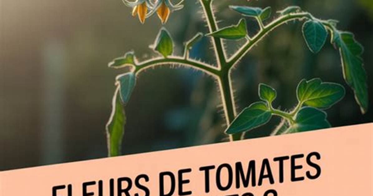 Tomates Qui Ne Font Pas De Fruits?