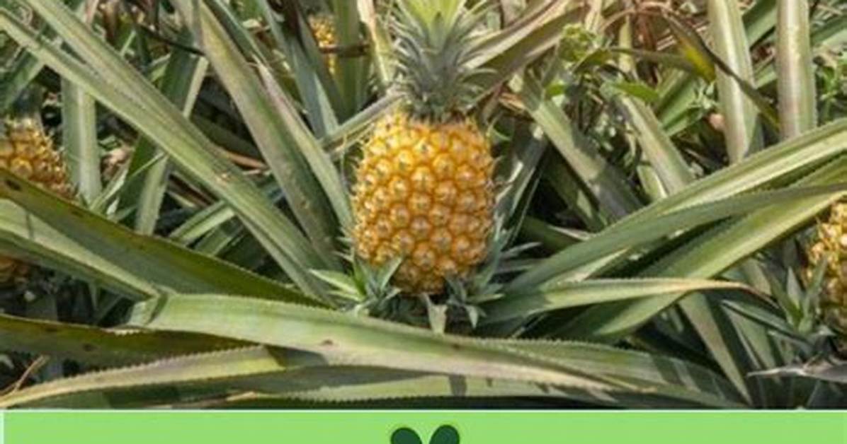Un Pied D’ananas Donne Combien De Fruits?