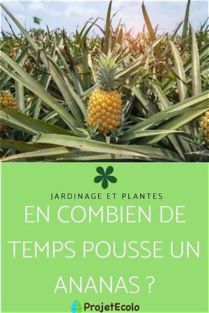 Un Pied D’ananas Donne Combien De Fruits?