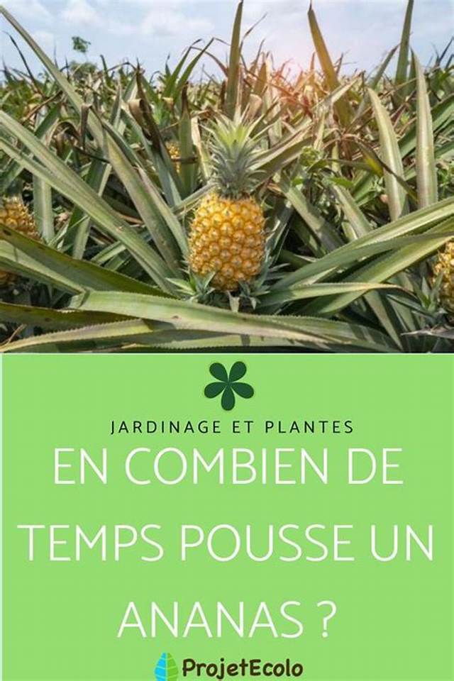 Un Pied D’ananas Donne Combien De Fruits?