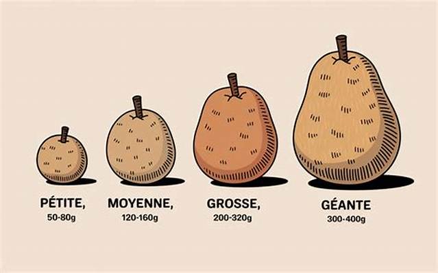 Une Pomme De Terre Combien De Gramme?