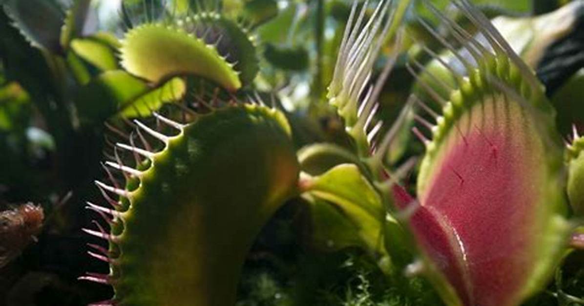 Venus Fly Traps and Bladderworts (Utricularia): the Strange…